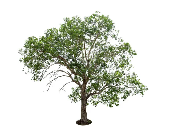 Isolated Tree White Background Large Trees Database Botanical Garden Organization — Φωτογραφία Αρχείου