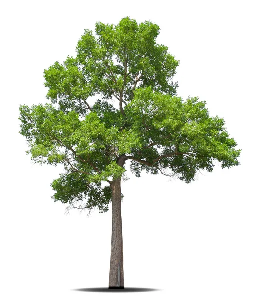 Izolovaný Strom Bílém Pozadí Velké Stromy Databáze Botanická Zahrada Organizační — Stock fotografie