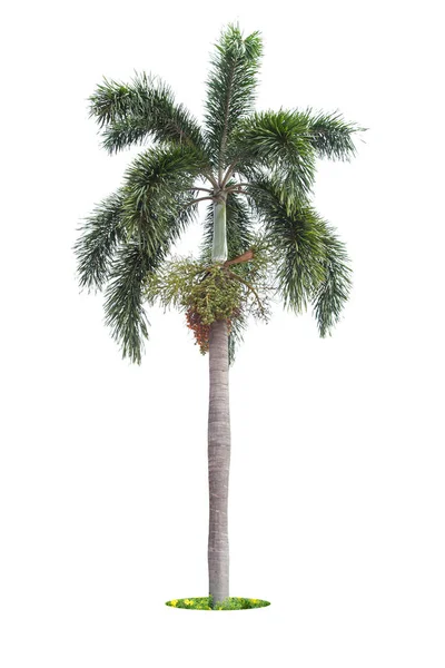 Palm Tree Isolated White Background Clipping Paths Garden Design Tropical — Foto de Stock