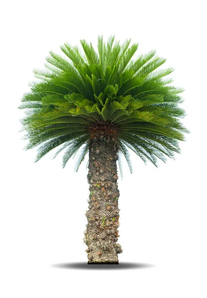 Palmy Cycad Izolowane Białym Tle Wykorzystania Dekoracji Ogrodu Parku — Zdjęcie stockowe