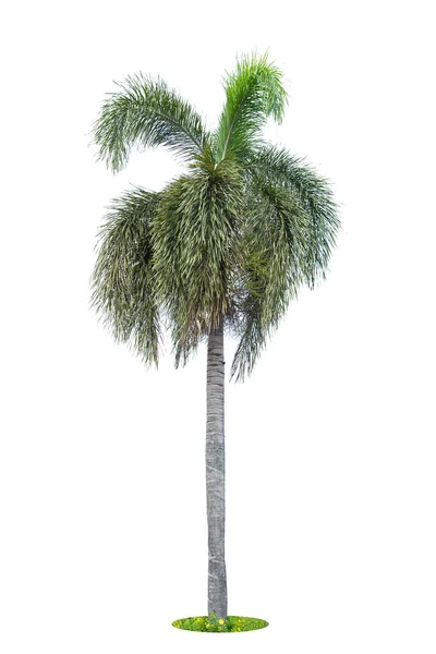 Palm Palm Trees Isolated Tree White Background Collection Trees Large — Foto de Stock