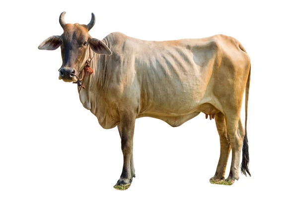 Vacas Sobre Fundo Branco Clipping Path — Fotografia de Stock