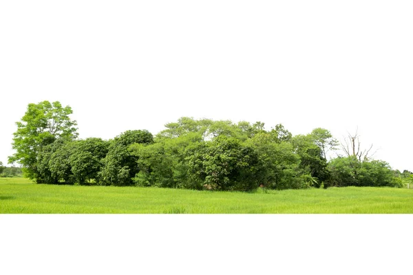 Trees View High Definition Green Trees Isolated White Background Forest —  Fotos de Stock