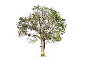 Beyaz arka planda izole ağaçlar, tasarımda, reklamcılıkta ve mimaride kullanılan tropikal ağaçlar.