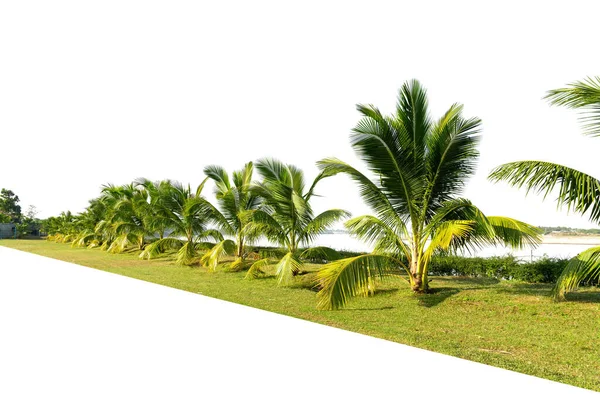 在白色背景下被隔离的椰子树排列成行 — 图库照片