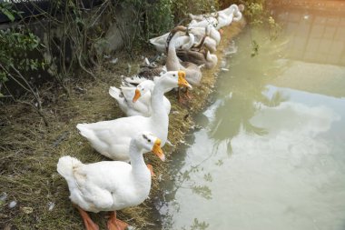 Turuncu gagalı güzel beyaz ördekler, suda ördekler, sırada bekleyen ördekler, suda yüzen ördeklerin güzel yansıması..