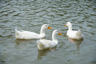 Beyaz ördekler yazın nehirde yüzerler.