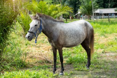  Yazın bir tarlada duran gri at..