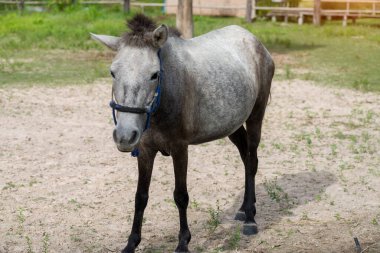   Yazın bir tarlada duran gri at..