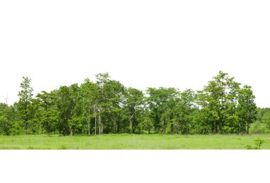 Beyaz arka planda ağaç hattı izole edilmiş Tayland.