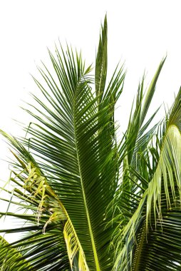 Beyaz arkaplanda izole edilmiş hindistan cevizi ağacı yaprakları, kırpma yolu dahil.