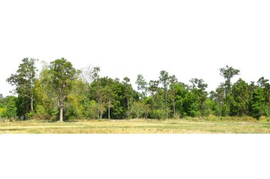 Yüksek çözünürlüklü ağaç hattının görüntüsü beyaz zemin, yeşil ağaçlar, orman ve yazın yeşillik.