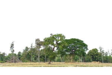 Yüksek çözünürlüklü ağaç hattının görüntüsü beyaz zemin, yeşil ağaçlar, orman ve yazın yeşillik.