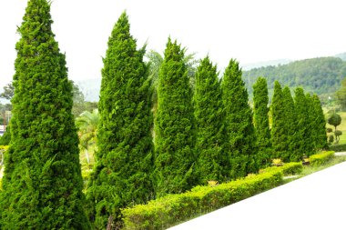Beyaz arka planda izole edilmiş Çam ağaçları ormanı grubu.