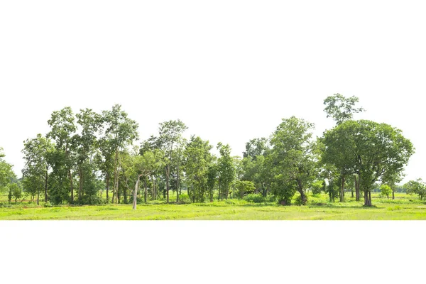 Linia Drzew Izolowana Białym Tle Tajlandia — Zdjęcie stockowe