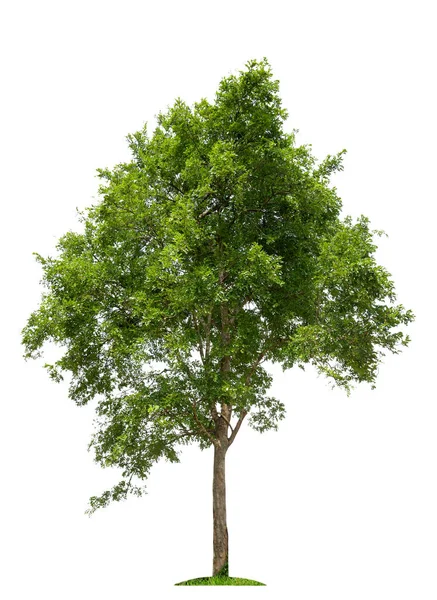 Baum Isolierter Baum Auf Weißem Hintergrund — Stockfoto