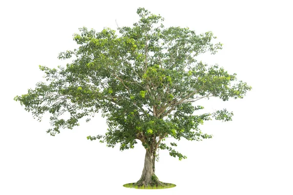 Strom Izolovaný Strom Bílém Pozadí Thajsko — Stock fotografie