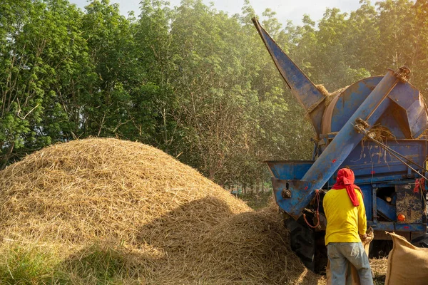 Los Agricultores Están Moliendo Arroz Medio Del Campo Utilizan Vehículos — Foto de Stock
