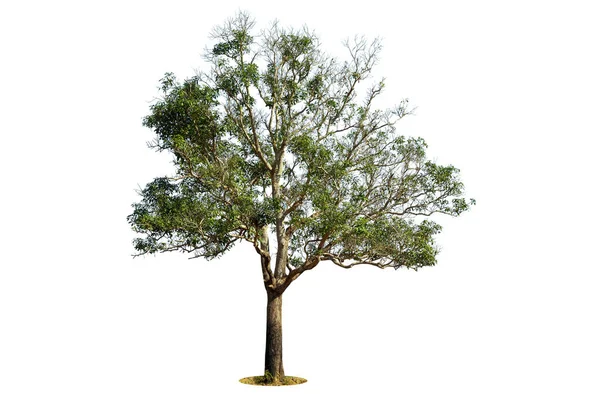 Stromy Izolované Bílém Pozadí Tropické Stromy Izolované Pro Design Reklamu — Stock fotografie