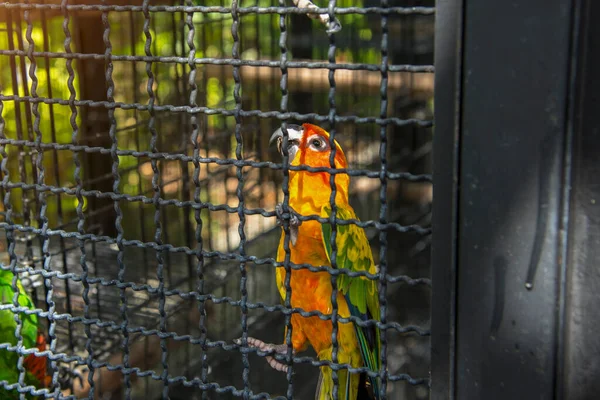 Gele Oranje Papegaai Een Kooi Openbaar Park — Stockfoto