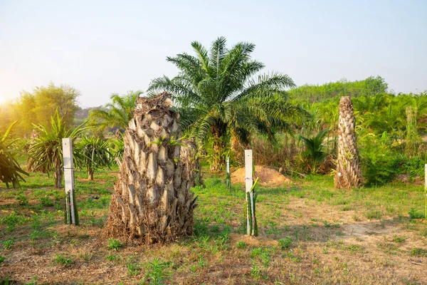 Palmito Palmera Envejecido Envejecido Cortado Palmera Seca Muerto Palmera Tailandia — Foto de Stock