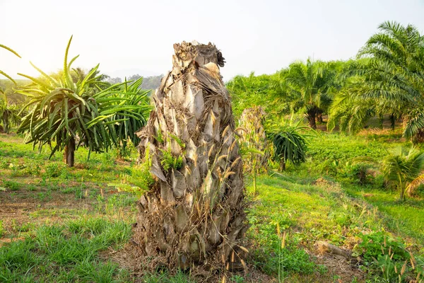 Souche Palmier Vieux Palmier Séché Mort Palmier Thaïlande — Photo