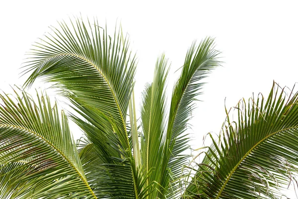 Leaves Coconut Tree Isolated White Background Clipping Path Included — Stock Photo, Image