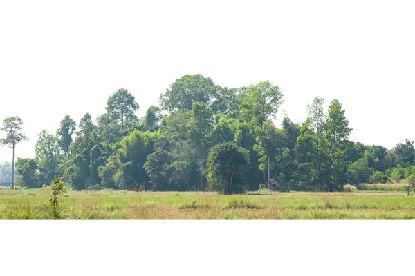 在白色背景上隔离的绿树 夏天的森林和树叶 一排排的树木和灌木 — 图库照片