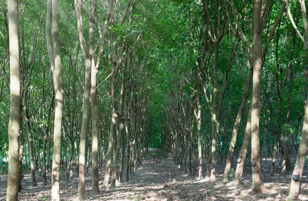 Gummiträd Trädgården Thailand Gummi Extraktion Det Ekonomisk Gröda — Stockfoto