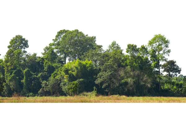 Зеленые Деревья Изолированы Белом Фоне Лес Листья Летом Ряд Деревьев — стоковое фото