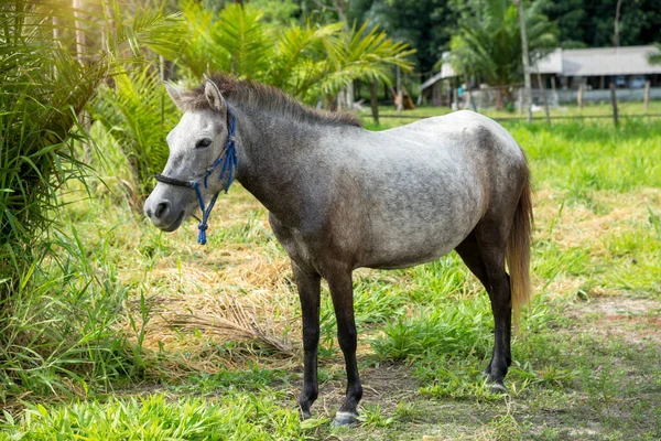  Yazın bir tarlada duran gri at..
