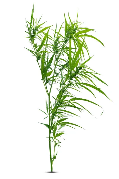 Vegetative Stage Marijuana Herb Plants White Background — Stock Photo, Image