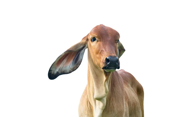 Коров Яче Теля Портрет Ізольовано Білому Тлі — стокове фото