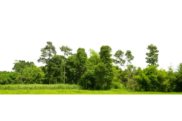 Bäume Reihen Sich Isoliert Auf Weißem Hintergrund Aneinander — Stockfoto