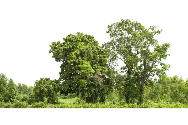 Bäume Säumen Isoliert Auf Weißem Hintergrund Thailand — Stockfoto