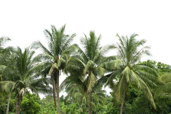 Beyaz Arkaplanda Izole Edilmiş Hindistan Cevizi Ağacı Grubu — Stok fotoğraf