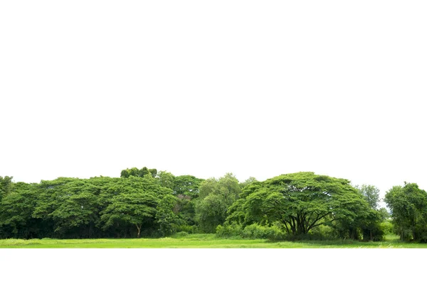 Bomen Lijn Geïsoleerd Een Witte Achtergrond Thailand — Stockfoto