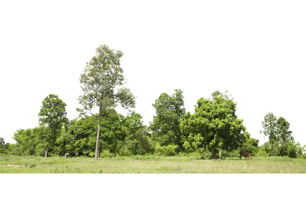 Bomen Lijn Geïsoleerd Een Witte Achtergrond Thailand — Stockfoto