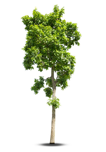 Tree,isolated tree on white background Thailand.