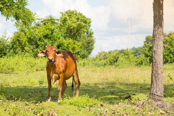 Корова Стоїть Зеленому Полі Таїланду — стокове фото