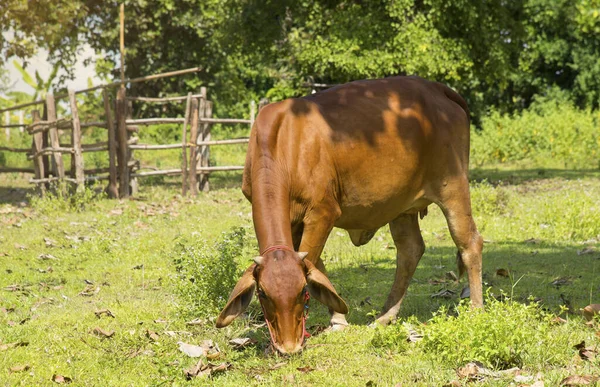 Vaca Que Alimenta Pasto Verão Verde — Fotografia de Stock