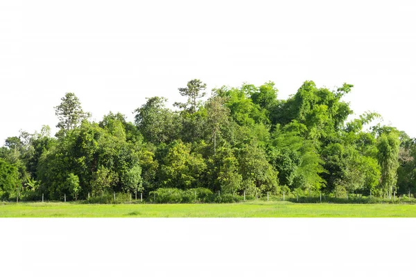 Stromy Linie Izolované Bílém Pozadí Thajsko — Stock fotografie