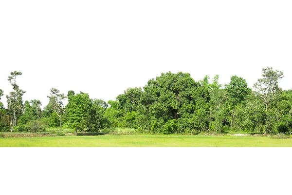 Bomen Lijn Geïsoleerd Een Witte Achtergrond Thailand — Stockfoto