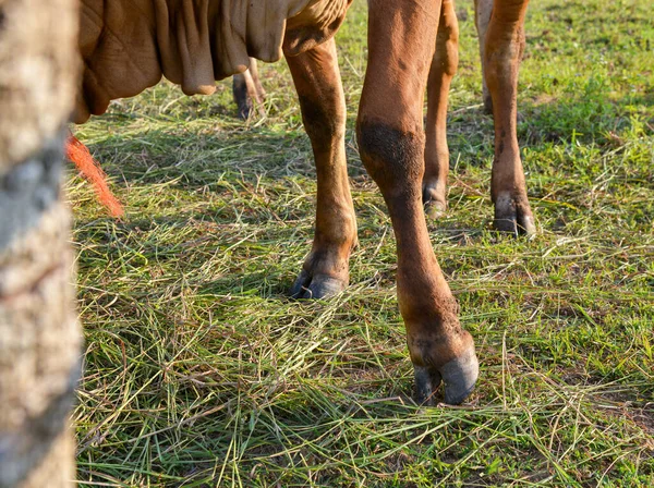 Pata Una Vaca Parada Suelo Granja — Foto de Stock