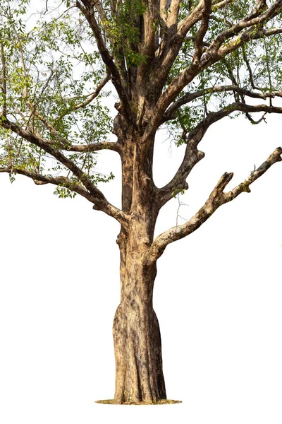 Imagen Base Árbol Sobre Fondo Blanco — Foto de Stock