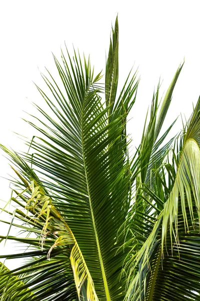 Leaves Coconut Tree Isolated White Background Clipping Path Included — Stock Photo, Image