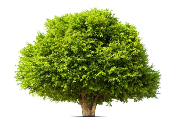 Изолированное Зеленое Дерево Белом Фоне Деревья Изолированы Белом Фоне Тропические — стоковое фото