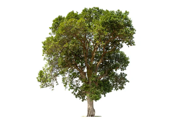 Geïsoleerde Groene Boom Witte Achtergrond Bomen Geïsoleerd Witte Achtergrond Tropische — Stockfoto