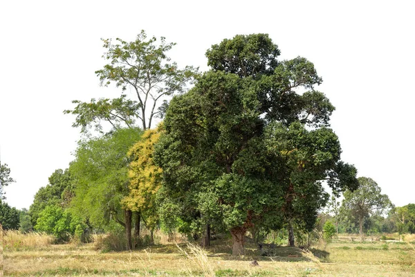 Yüksek çözünürlüklü ağaç hattının görüntüsü beyaz zemin, yeşil ağaçlar, orman ve yazın yeşillik.