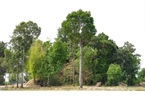 Yüksek Çözünürlüklü Ağaç Hattının Görüntüsü Beyaz Zemin Yeşil Ağaçlar Orman — Stok fotoğraf